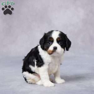 Iris, Cavalier King Charles Spaniel Puppy